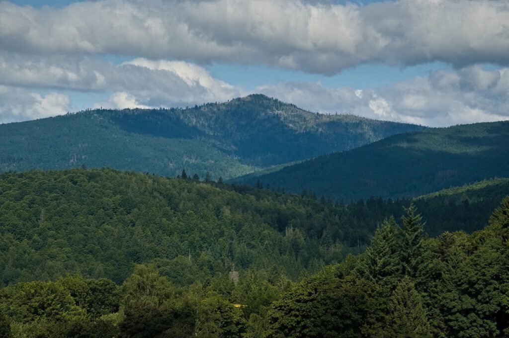 on the way / Blick von Waldhäuser in den Nationalpark Bayerischer Wald (AR 08/2021)