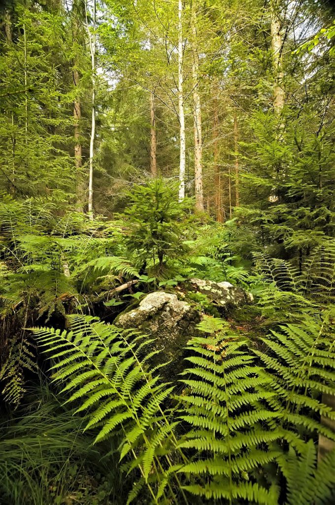 on the way / Vegetation rund um den Großen Rachel / Unterwegs im Nationalpark Bayerischer Wald (AR 08/2021)