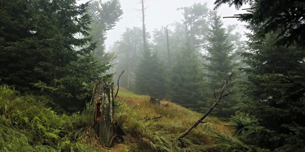 on the way / Vegetation rund um den Großen Rachel / Unterwegs im Nationalpark Bayerischer Wald (AR 08/2021)