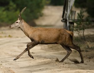 animal / Unterwegs im Neiße-Malxetal (Brandenburg) lief mir dieser schöne ein- bis zweijährige Hirsch - ein sogenannter Spießer - über den Weg (AR 09/2021)