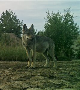 animal / junger Wolf (4-6 Monate) in der Lausitzer Bergbaufolgelandschaft (AR 08/2021)