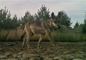 animal / junger Wolf (4-6 Monate) in der Lausitzer Bergbaufolgelandschaft (AR 08/2021)