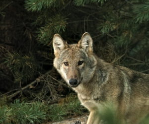 animal / ein Wolf in der Lausitzer Bergbaufolgelandschaft (AR 08/2021)