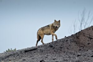 animal / Ein Wolf (Canis lupus) in der Lausitzer Tagebaufolgelandschaft (AR 01/2022)