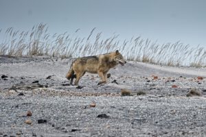animal / Ein Wolf (Canis lupus) in der Lausitzer Tagebaufolgelandschaft (AR 01/2022)