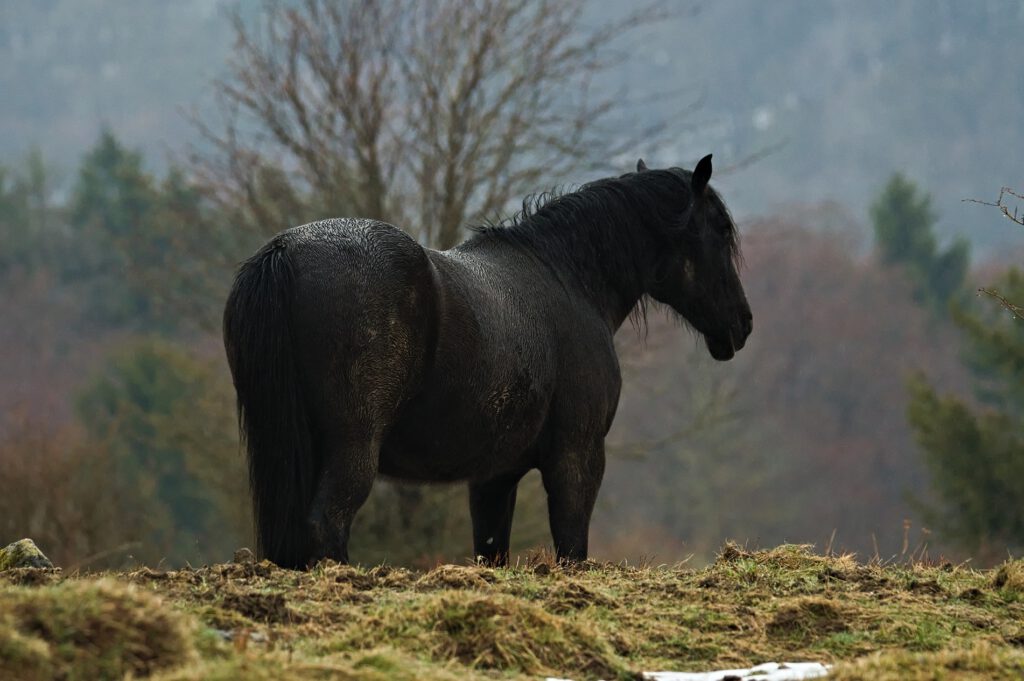 on the way / Ein Pferd an der Hohen Hölle bei Bischofsheim in der Rhön (AR 04/2022)