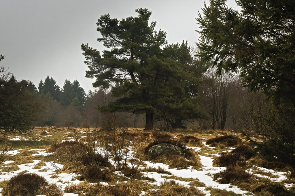 on the way / An der Hohen Hölle bei Bischofsheim in der Rhön (AR 04/2022)