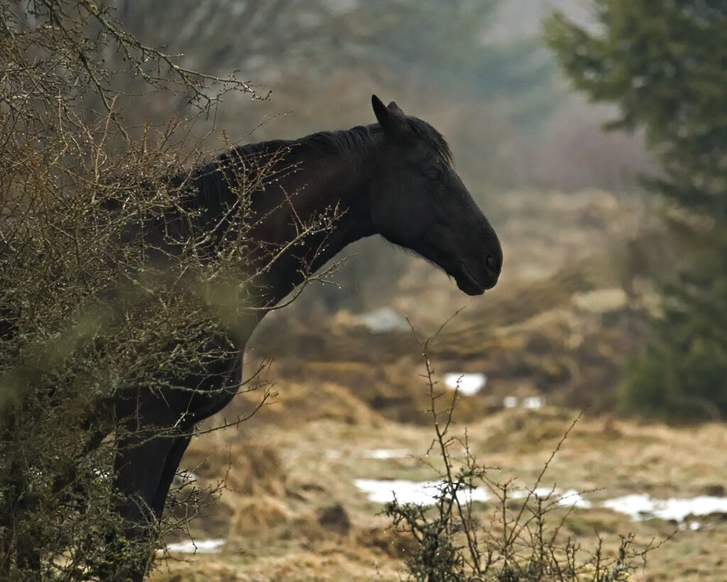 on the way / Ein Pferd an der Hohen Hölle bei Bischofsheim in der Rhön (AR 04/2022)