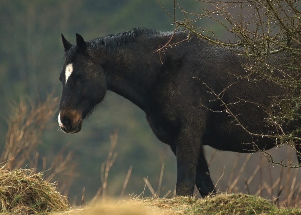 on the way / Ein Pferd an der Hohen Hölle bei Bischofsheim in der Rhön (AR 04/2022)