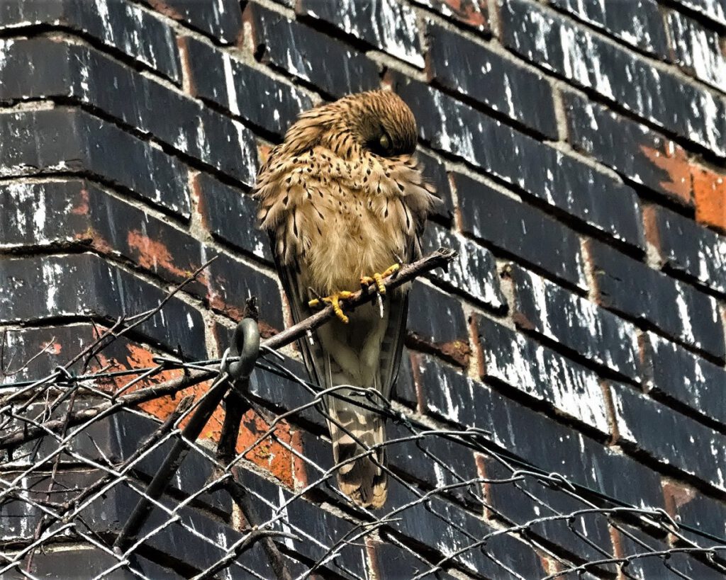 Turmfalke (Falco tinnunculus) / Meilendorf (Sachsen-Anhalt) (AR 05/2022)