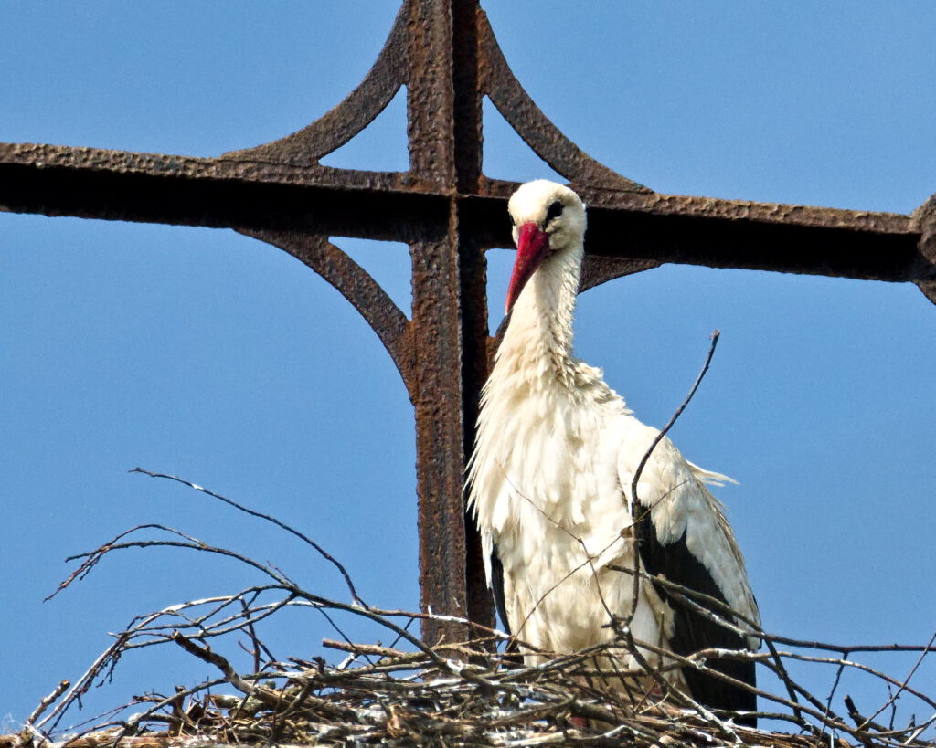 Weißstorch (Ciconia ciconia) / Meilendorf (Sachsen-Anhalt) (AR 05/2022)