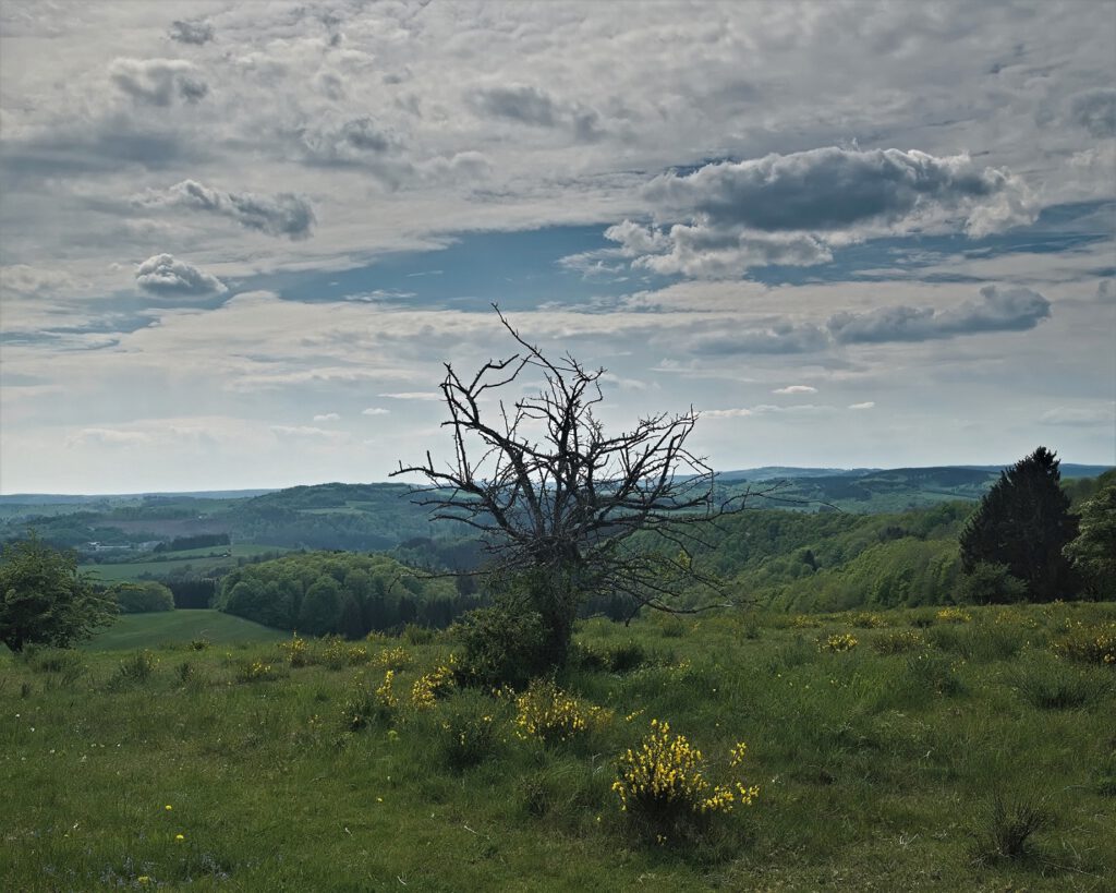 Unterwegs auf dem Mäuseberg am Weinfelder Maar und Gemündener Maar (Vulkaneifel) (AR 05/2022)