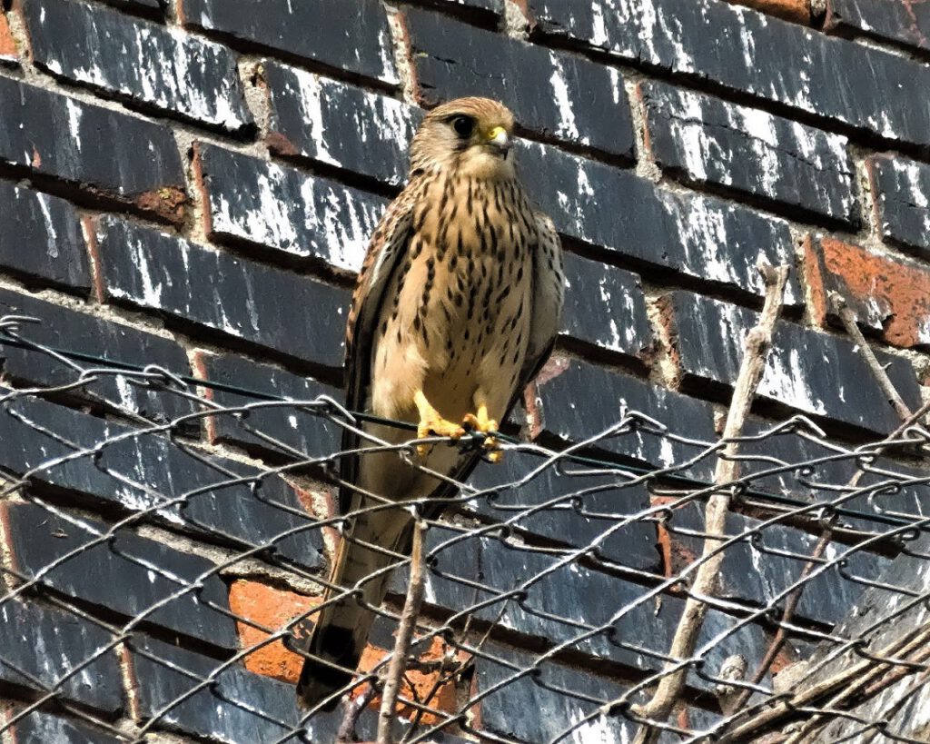 Turmfalke (Falco tinnunculus) / Meilendorf (Sachsen-Anhalt) (AR 05/2022)