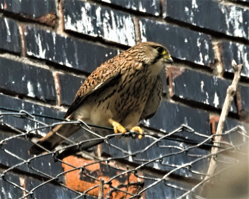 Turmfalke (Falco tinnunculus) / Meilendorf (Sachsen-Anhalt) (AR 05/2022)