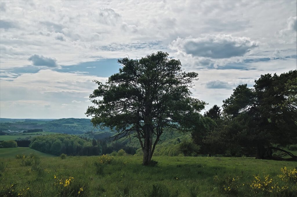 Unterwegs auf dem Mäuseberg am Weinfelder Maar und Gemündener Maar (Vulkaneifel) (AR 05/2022)