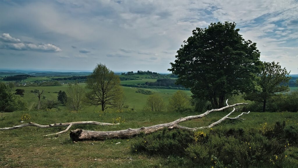 Unterwegs auf dem Mäuseberg am Weinfelder Maar und Gemündener Maar (Vulkaneifel) (AR 05/2022)