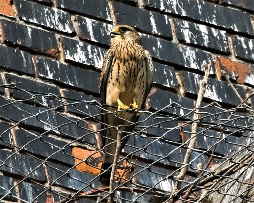 Turmfalke (Falco tinnunculus) / Meilendorf (Sachsen-Anhalt) (AR 05/2022)