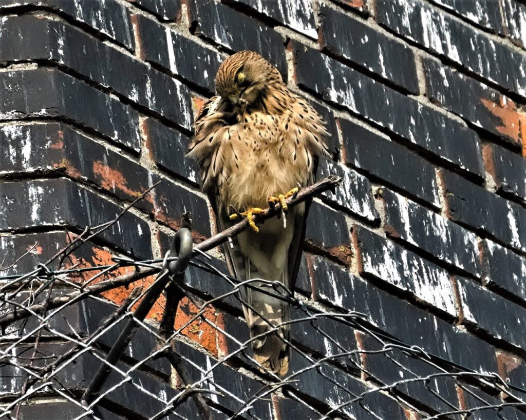 Turmfalke (Falco tinnunculus) / Meilendorf (Sachsen-Anhalt) (AR 05/2022)