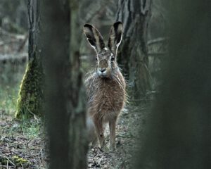 animal / Ein Feldhase in der Lausitzer Tagebaufolgelandschaft (AR 04/2022)