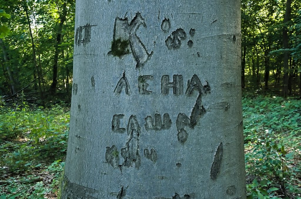 Buche / Signatur: cawa=Sascha, neha=Lena / Gentzrode (Neuruppin) (AR 08/2022)