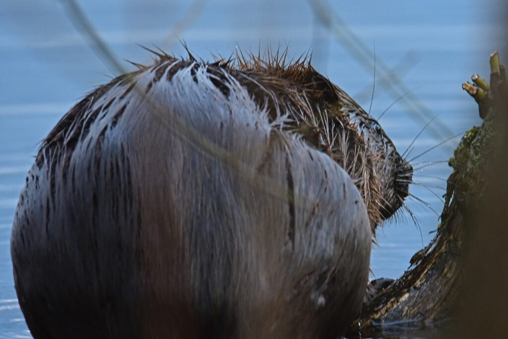 Der Elbebebiber im Biosphärenreservat Mittelelbe / Kliekener Aue (Sachsen-Anhalt) (AR 03/2023)