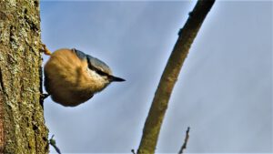 animal / Ein Kleiber in der Kliekener Aue (Biosphärenreservat Mittelelbe) / Sachsen-Anhalt (AR 02/2023)