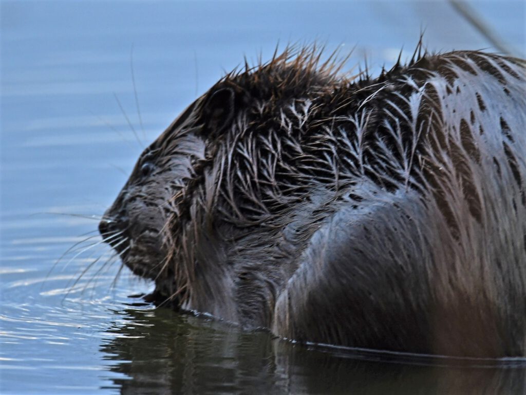 Der Elbebebiber im Biosphärenreservat Mittelelbe / Kliekener Aue (Sachsen-Anhalt) (AR 03/2023)