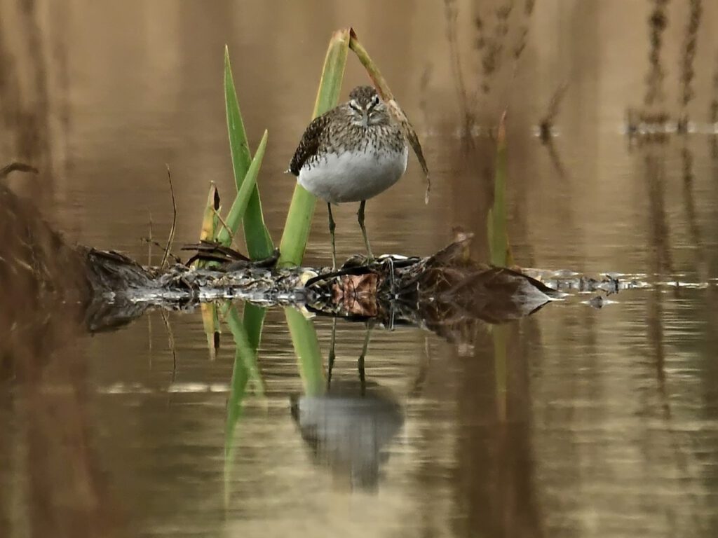 Waldwasserläufer (Tringa ochropus) in der Kliekener Auenlandschaft / Biosphärenreservat Mittelelbe (Sachsen-Anhalt) / (AR 03/2023)