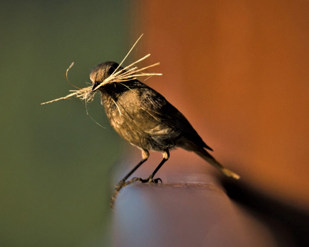 animal / weiblicher Gartenrotschwanz (Phoenicurus phoenicurus) oder eher ein weiblicher Hausrotschwanz (Phoenicurus ochruros)? (AR 06/2023)