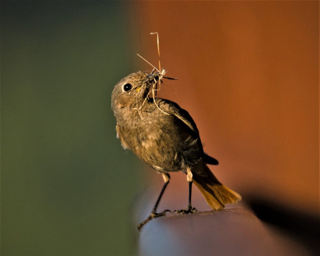 animal / weiblicher Gartenrotschwanz (Phoenicurus phoenicurus) oder eher ein weiblicher Hausrotschwanz (Phoenicurus ochruros)? (AR 06/2023)