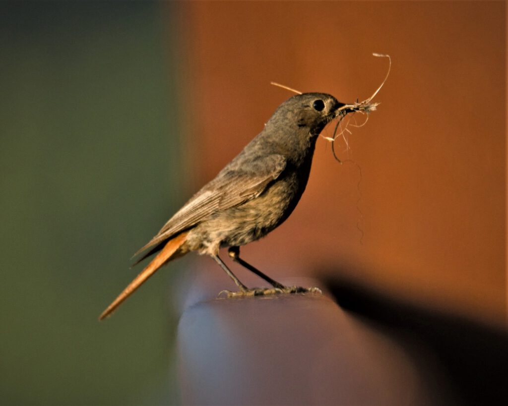 animal / weiblicher Gartenrotschwanz (Phoenicurus phoenicurus) oder eher ein weiblicher Hausrotschwanz (Phoenicurus ochruros)? (AR 06/2023)