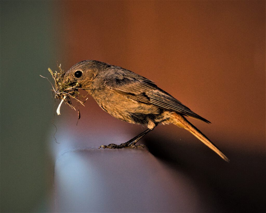 animal / weiblicher Gartenrotschwanz (Phoenicurus phoenicurus) oder eher ein weiblicher Hausrotschwanz (Phoenicurus ochruros)? (AR 06/2023)