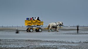 on the way / Mit der Kutsche durch das Wattenmeer / Biosphärenreservat Niedersächsisches Wattenmeer / Cuxhaven (AR 05/2023)