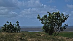 on the way / Blick über die Küstenheide von Sahlenburg in Richtung Wattenmeer / Biosphärenreservat Niedersächsisches Wattenmeer / Cuxhaven (AR 06/2023)