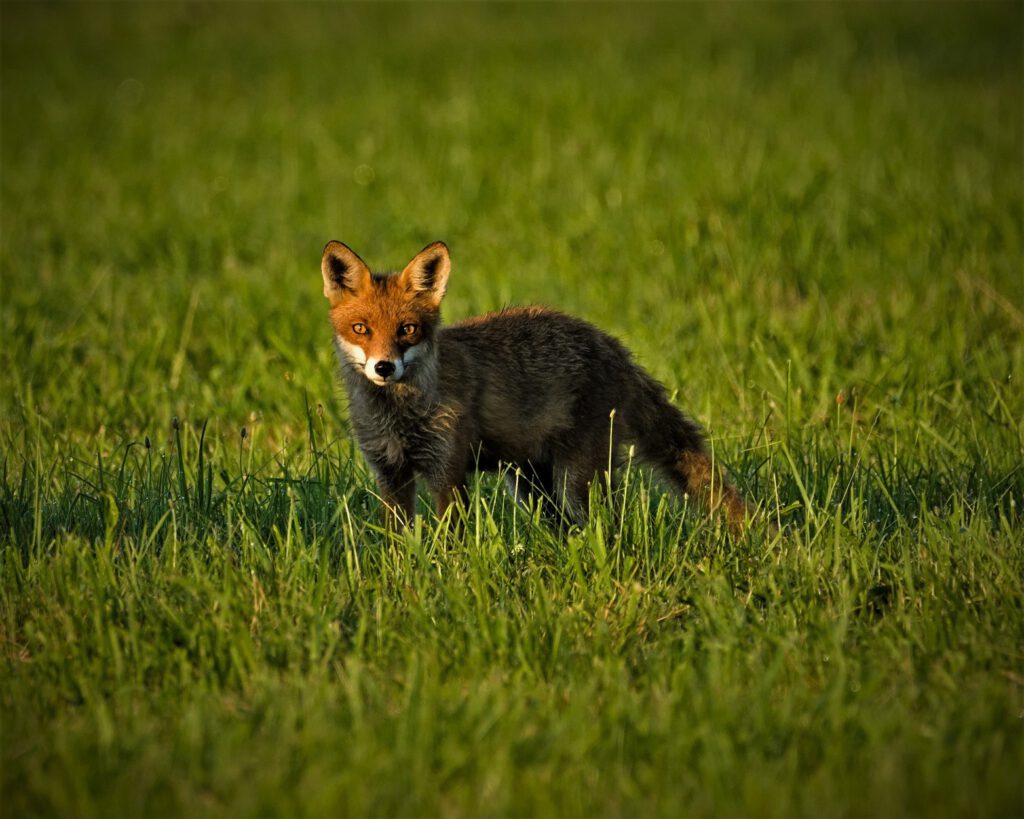 animal / Ein junger Fuchs in in Sielmanns Naturlandschaft (Naturpark Dahme-Heideseen) / Selchow (Storkow (Mark)) (AR 07/2023)