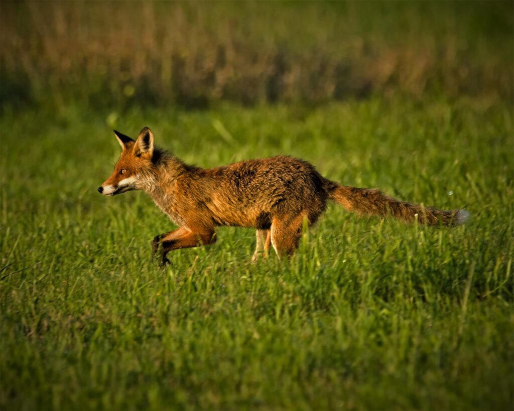 animal / Ein junger Fuchs in in Sielmanns Naturlandschaft (Naturpark Dahme-Heideseen) / Selchow (Storkow (Mark)) (AR 07/2023)