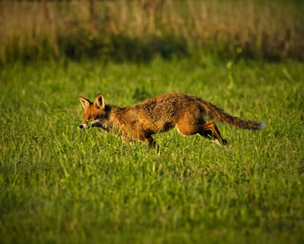 animal / Ein junger Fuchs in in Sielmanns Naturlandschaft (Naturpark Dahme-Heideseen) / Selchow (Storkow (Mark)) (AR 07/2023)