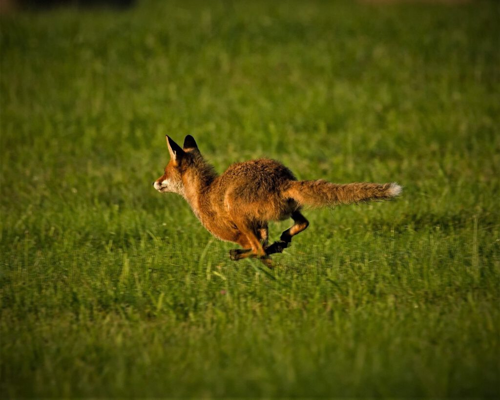 animal / Ein junger Fuchs in in Sielmanns Naturlandschaft (Naturpark Dahme-Heideseen) / Selchow (Storkow (Mark)) (AR 07/2023)