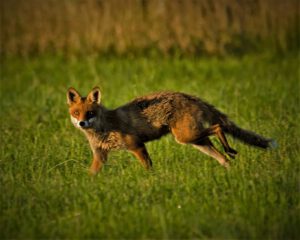 on the way / Begegnung mit einem jungen Fuchs / Unterwegs in Sielmanns Naturlandschaft (Naturpark Dahme-Heideseen) / Selchow (Storkow (Mark)) (AR 07/2023)