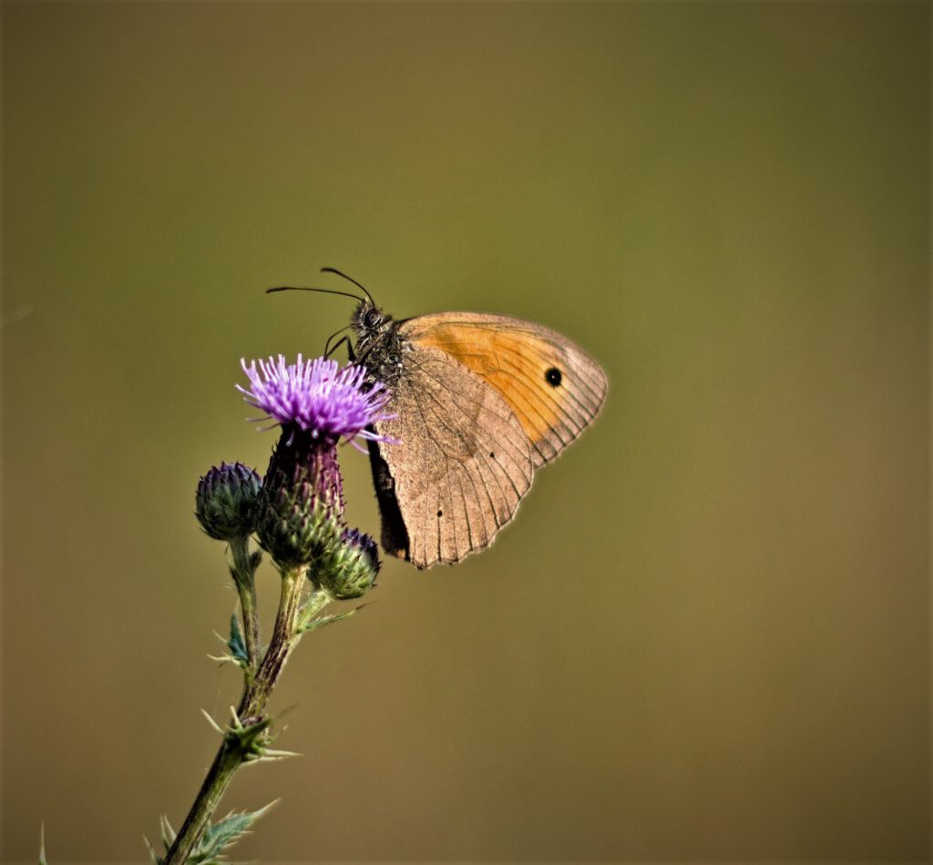 Das Kleine Ochsenauge (Hyponephele lycaon) ist ein Schmetterling aus der Unterfamilie der Augenfalter (Satyrinae) / Unterwegs am Hümpfershäuser Berghäuschen / Schmalkalden-Meiningen (Thüringen) (AR 07/2023)