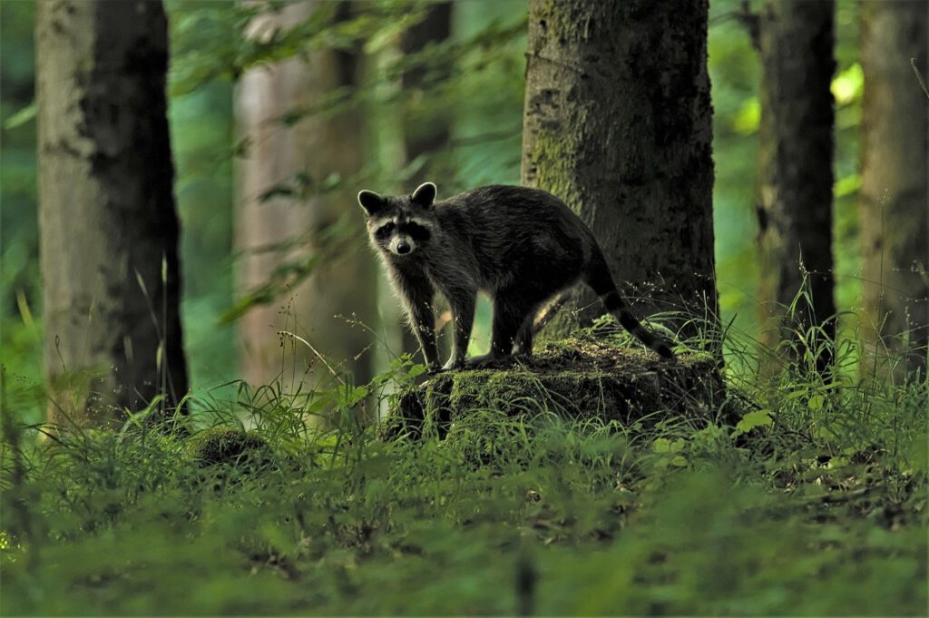 Waschbär (Procyon lotor) / Unterwegs am Hümpfershäuser Berghäuschen / Schmalkalden-Meiningen (Thüringen) (AR 07/2023)