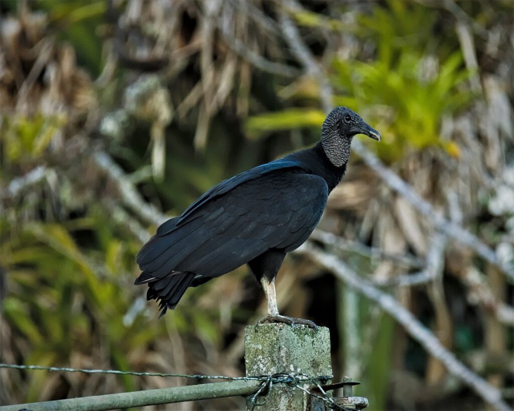 The Black Vulture (Coragyps atratus) is a scavenging vulture found in North, Central, and South America. It primarily feeds on carrion, playing a crucial role in the ecosystem. This bird exhibits pronounced social behavior, nesting in colonies and laying precisely two eggs. Both parents are involved in incubation and feeding the offspring. With an impressive appearance, it can achieve a wingspan of up to 1.70 meters. Skillfully utilizing thermals, the Black Vulture soars in large circles while searching for food. Black Vultures have a long lifespan, with 20 years or more not being uncommon (on the way #mataatlantica AR 09/2023)