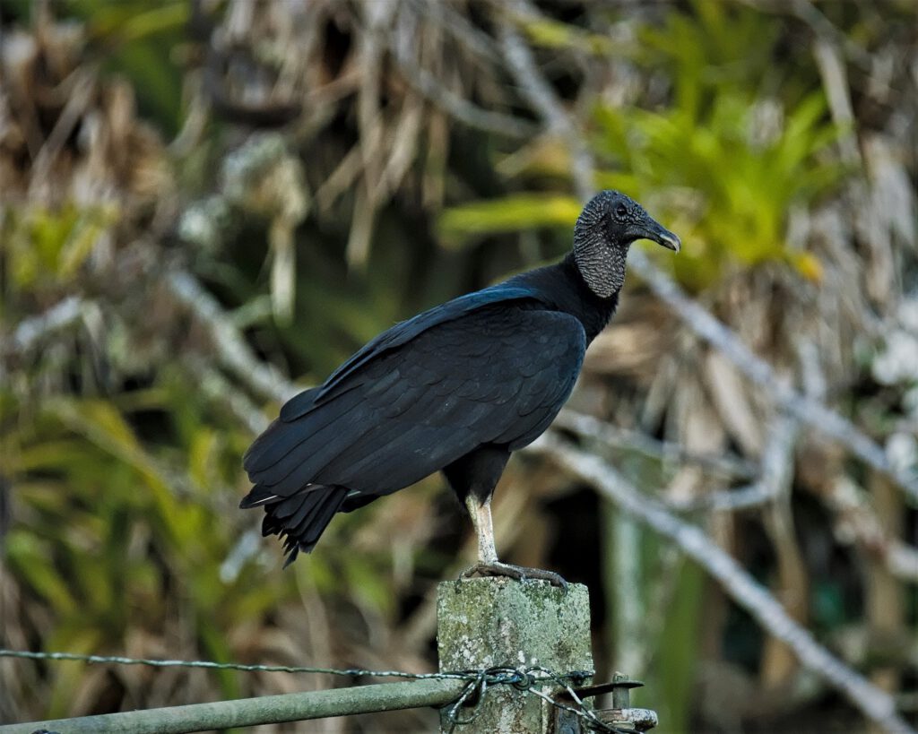 Der Rabengeier (Coragyps atratus) ist ein Aasgeier, der in Nord-, Mittel- und Südamerika vorkommt. Er ernährt sich hauptsächlich von toten Tieren und erfült damit eine wichtige Aufgabe im Ökosystem. Dieser Vogel hat ein ausgeprägtes Sozialverhalten, brütet in Kolonien und legt genau zwei Eier. Beide Elternteile sind an der Brut und Fütterung der Jungen beteiligt. Seine Erscheinung ist imposant, er kann eine Flügelspannweite von bis zu 1,70 m erreichen. Geschickt nutzt er die Thermik aus, um in großen Kreisen zu segeln, während er nach Nahrung sucht. Rabengeier haben eine hohe Lebenserwartung, 20 Jahre und mehr sind keine Seltenheit (on the way #mataatlantica AR 09/2023)