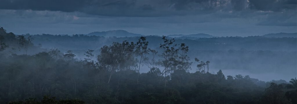 Blick in den Atlantischen Regenwald, auch bekannt als Mata Atlântica (AR 09/2023)