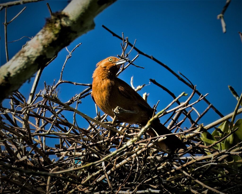 Der Hellbraune Cachalote (Pseudoseisura unirufa) ist ein Vogel aus der Familie der Cotingidae, die in den tropischen Regionen Amerikas vorkommen. Die Cotingidae-Familie steht mit über 60 Gattungen und mehr als 200 Arten für eine große Vielfalt und zeichnen sich oft durch lebhafte Farben und auffällige Gefiedermerkmale aus. Viele von ihnen haben neeindruckende Schwanzfedern, Federhauben oder andere dekorative Merkmale, die z.B. bei der Partnerwahl eine Rolle spielen können. Wie viele seiner Artgenossen ist auch der Hellbraune Cachalote verschiedenen Bedrohungen ausgesetzt. Dazu gehören Lebensraumverlust aufgrund von Entwaldung, Jagd und andere menschliche Einflüsse (on the way #mataatlantica AR 09/2023)