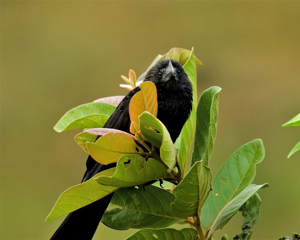 The Smooth-billed Ani (Crotophaga ani), also known as the 'Greater Ani' or 'Common Ani,' belongs to the Cuckoo family (Cuculidae) and is native to various parts of Central and South America. It is not a brood parasite but primarily a cooperative breeder. Multiple females lay their eggs in a communal nest and collectively raise the young with other group members. Smooth-billed Anis are highly vocal, and their vocal repertoire is extensive. Group and partner communication involves a variety of clucking, chattering, meowing, and croaking sounds. So far, 13 different vocalizations have been associated with various social situations. Their diet includes insects and small animals such as reptiles, which they capture on the ground, in trees, in flight, and even on large mammals (e.g., ticks). Smooth-billed Anis live in groups that typically remain in their territories throughout the year (on the way #mataatlantica AR 09/2023)