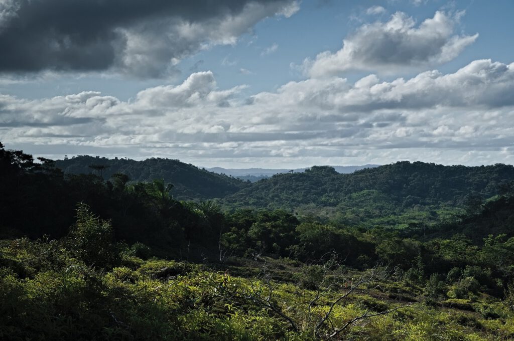 Immergrüner, tropischer Tieflandregenwald (Mata Atlantica). Ist zu finden im Tiefland bis ca. 1.200 m über dem Meeresspiegel. Die Pflanzen verlieren nie zur gleichen Zeit ihr Laub und befinden sich in Lebensgemeinschaften auf unterschiedlichen Ebenen (im sogenannten Stockwerkbau zwischen Boden und Baumkronen). Bundesstaat Bahia, Brasilien (AR 09/2023)