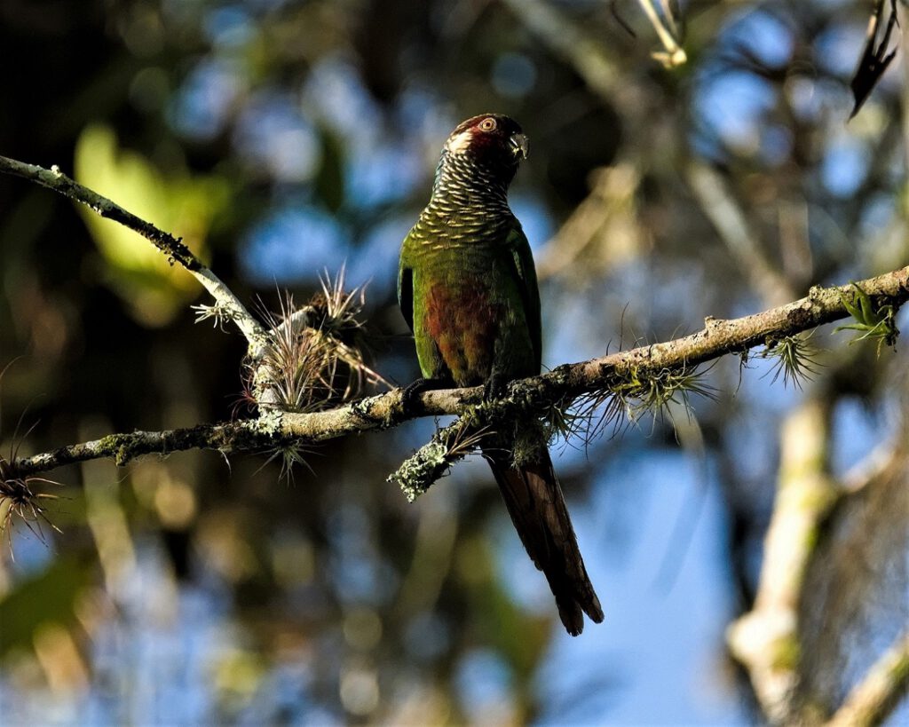 When consulting scientific sources about the Brown-breasted Parakeet (Pyrrhura calliptera), also known as the Maroon-tailed Parakeet or Red-tailed Parakeet, one learns that it is a medium-sized species of parrot native to South America, found at elevations of up to 2,800 meters. They primarily feed on fruits, seeds, nuts, berries, and flowers and play a crucial role in seed dispersal in their habitats. The survival of the Brown-breasted Parakeet is threatened by habitat loss and illegal wildlife trade, and numerous conservation efforts and protective measures are underway to safeguard this species (on the way #mataatlantica AR 09/2023)