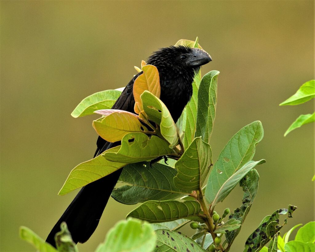 Der Glattschnabelani (Crotophaga ani), der auch als "Großer Ani" oder "Gemeiner Ani" bekannt ist, gehört zur Familie der Kuckucke (Cuculidae) und ist in verschiedenen Teilen Mittel- und Südamerikas beheimatet. Er ist kein Brutschmarotzer, sondern vornehmlich Gemeinschaftsbrüter. Dabei legen mehrere Weibchen ihre Eier in ein gemeinschaftlich errichtetes Nest und ziehen zusammen mit anderen Gruppenmitgliedern die Jungen auf. Glattschnabelanis sind akustisch sehr auffällig und ihr Stimmrepertoire ist groß. Bei der Gruppen- und Partnerkommunikation ist eine Vielfalt an gluckenden, schnatternden, miauenden und krächzenden Lauten zu hören. Bisher konnten 13 verschiedene Lautäußerungen unterschiedlichen sozialen Situationen zugeordnet werden. Zum Nahrungsrepertoire gehören Insekten und Kleingetiere wie z.B.Reptilien, die sie am Boden, auf Bäumen, im Flug aber auch auf Herdentieren (z.B. Zecken) erbeuten. Glattschnabelanis leben in Gruppen, die meistens während des gesamten Jahres in ihren Territorien verbleiben (on the way #mataatlantica AR 09/2023)