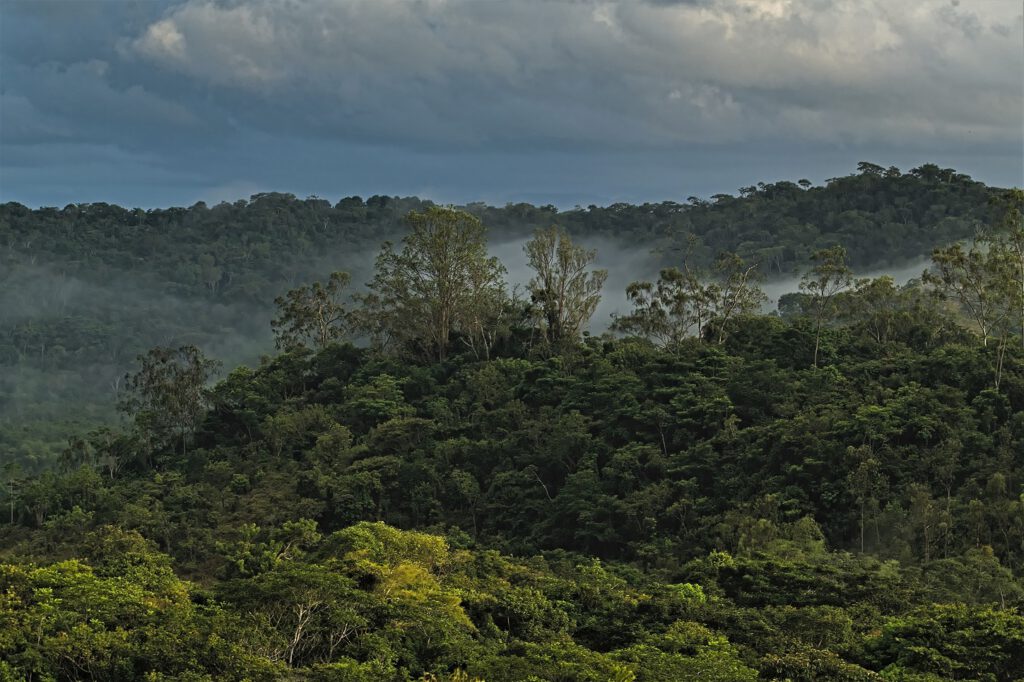 Der tropische Regenwald Mata Atlantica, Bundesstaat Bahia, Brasilien (AR 09/2023)